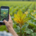 AI Farm Trick Detects Crop Disease